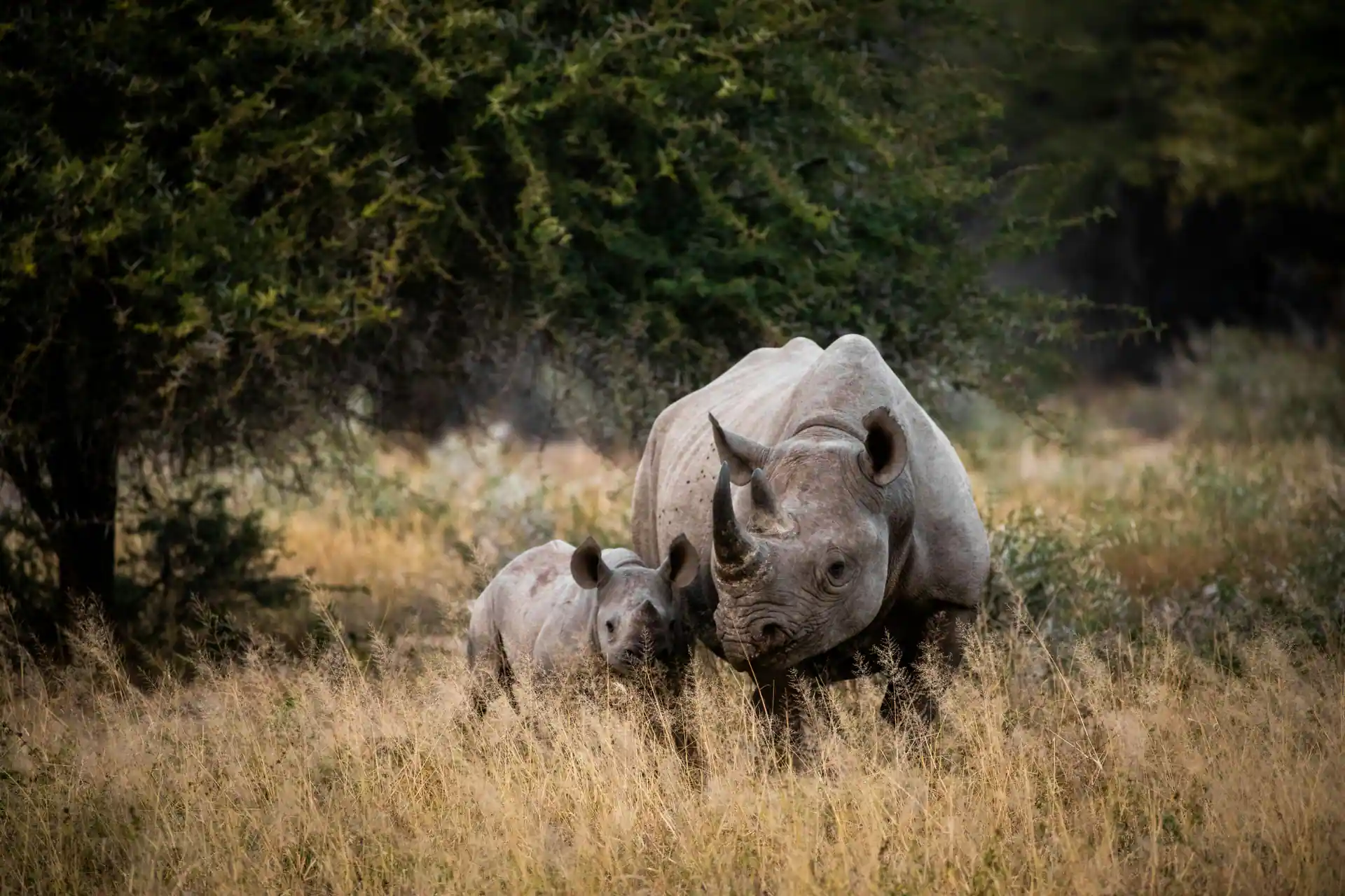 Comfort safari lodge experience